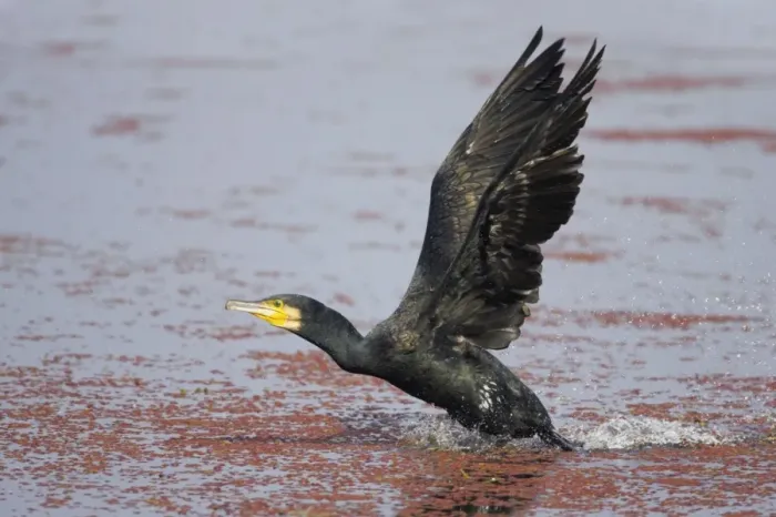 Framed Print : Great Cormorant - Taking off across water - Keoladeo Ghana National Park - Bharatpur - Rajasthan - India BI017623 Framed Print : Great Cormorant - Taking off across water - Keoladeo Ghana National Park - Bharatpur - Rajasthan - India BI017623