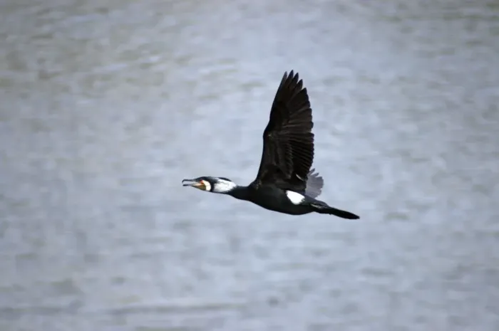 Framed Print : Great Cormorant, widespread Old World species, in flight. In breeding plumage (photographed in India) Framed Print : Great Cormorant, widespread Old World species, in flight. In breeding plumage (photographed in India)
