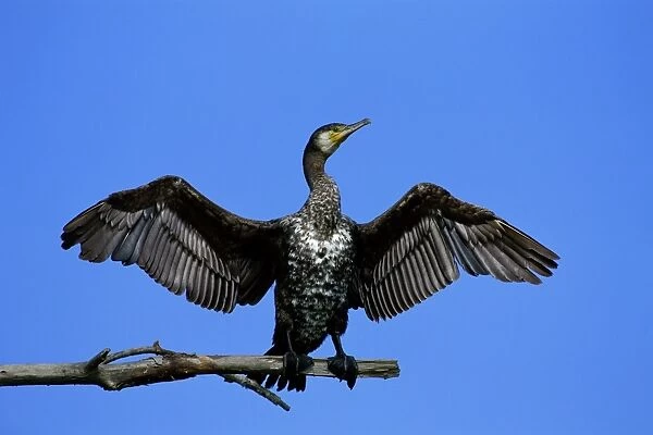 Great Cormorant With wings open to dry off after fishing. Delta de Llobegrat, Barcelona, Spain