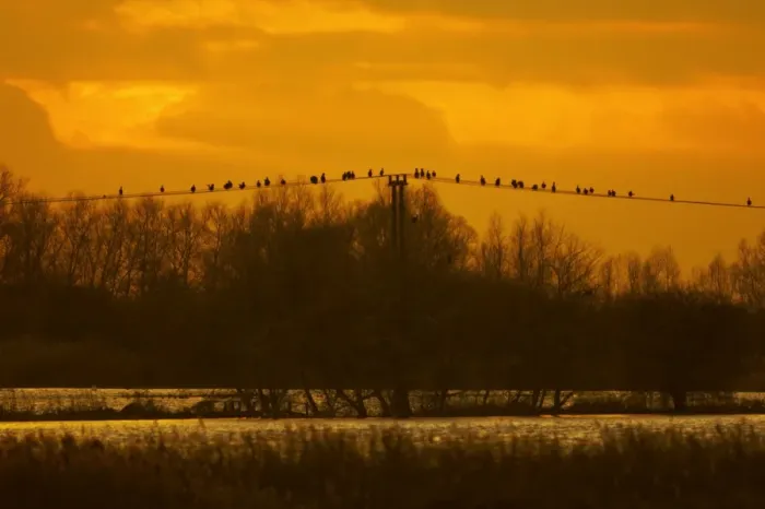Framed Print : Great Cormorants - On power lines at Sunset Welney, Ouse Washes, Norfolk, UK BI000083 Framed Print : Great Cormorants - On power lines at Sunset Welney, Ouse Washes, Norfolk, UK BI000083