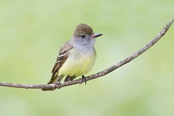 Great-crested Flycatcher. CT in May. USA
