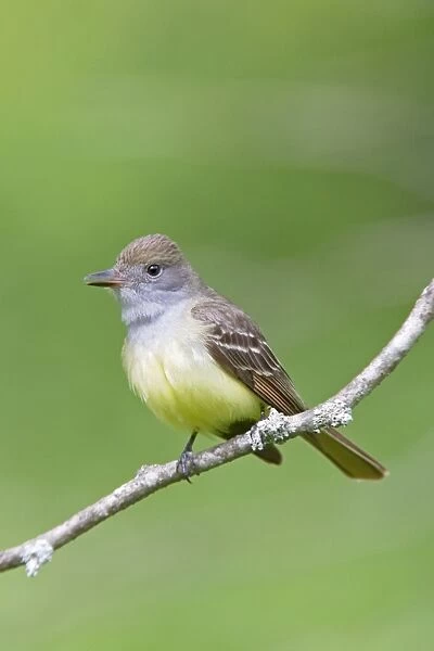Great-crested Flycatcher. CT in May. USA