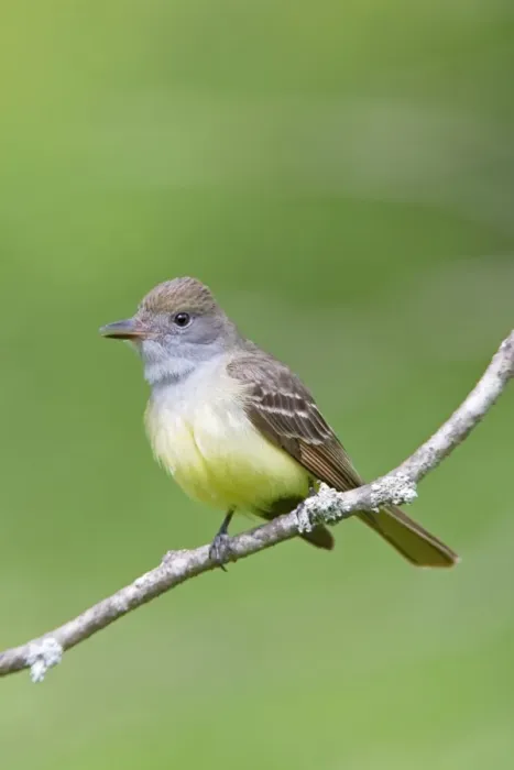 Framed Print : Great-crested Flycatcher. CT in May. USA Framed Print : Great-crested Flycatcher. CT in May. USA