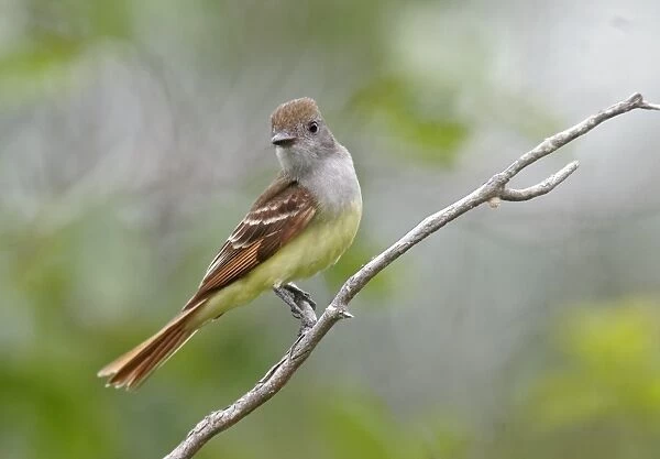 Great-crested Flycatcher - spring Connecticut, USA