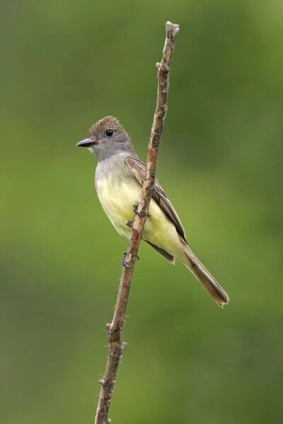 Great-crested Flycatcher - spring Connecticut, USA