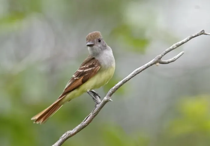 Framed Print : Great-crested Flycatcher - spring Connecticut, USA