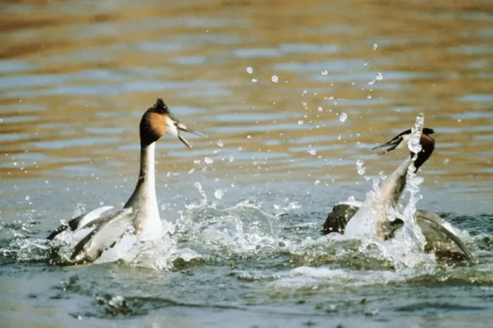 Framed Print : Great Crested Grebe ME 31 Fighting Podiceps cristatus © Johan De Meester / ardea. com Framed Print : Great Crested Grebe ME 31 Fighting Podiceps cristatus © Johan De Meester / ardea. com