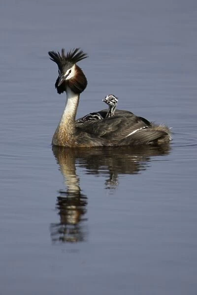 Great Crested Grebe - Adult with 2 chicks on its back Island Texel, Holland