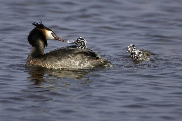 Great Crested Grebe - Adult feeding chick with feather, to help digestion Island Texel, Holland