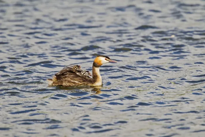 Framed Print : Great Crested Grebe - carrying young - Suffolk UK 12074 Framed Print : Great Crested Grebe - carrying young - Suffolk UK 12074