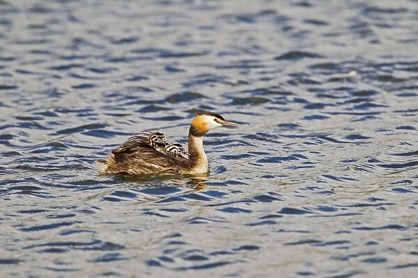 Great Crested Grebe - carrying young - Suffolk UK 12074