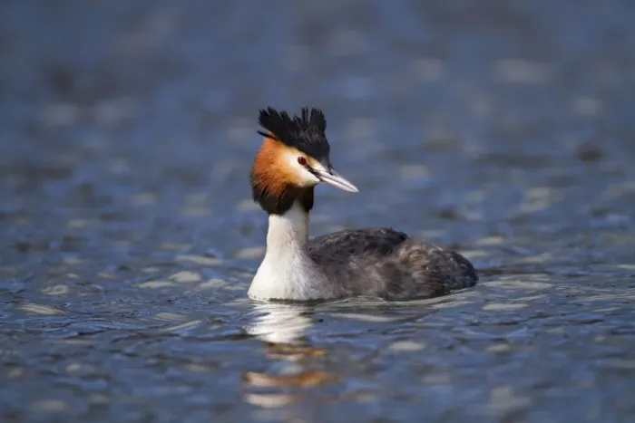 Framed Print : Great Crested Grebe - Cornwall - UK Framed Print : Great Crested Grebe - Cornwall - UK
