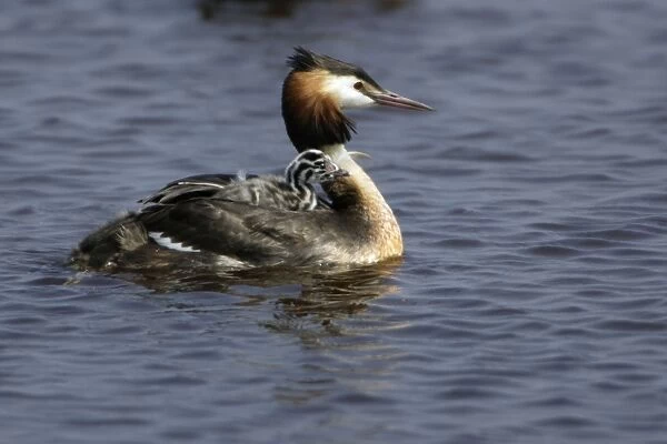 Great Crested Grebe - Female with chick on its back Island Texel, Holland