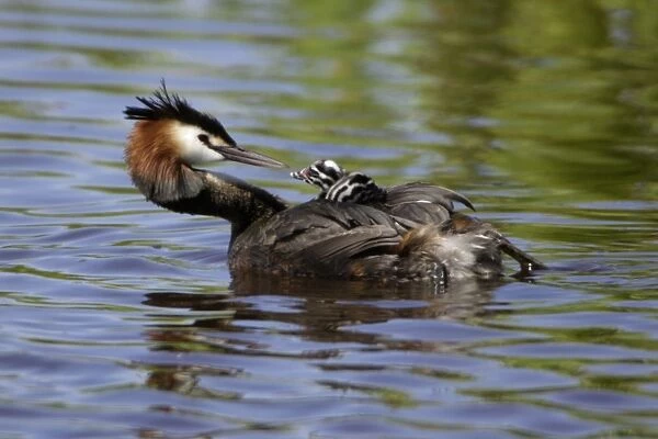 Great Crested Grebe - Female transporting 2 chicks on her back