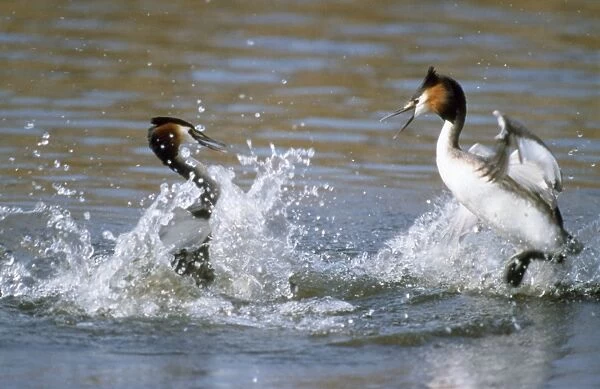 Great Crested Grebe - fighting