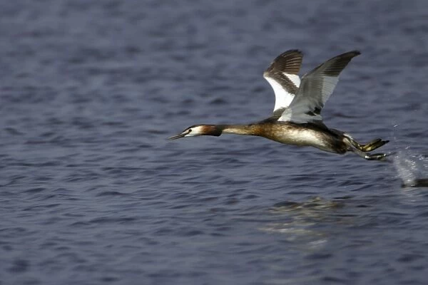 Great Crested Grebe - In flight, taking off from lake Island Texel, Holland