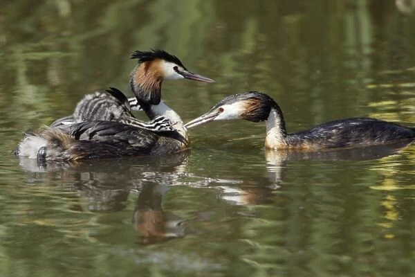Great Crested Grebe - Male feeding chick on females back Island Texel, Holland