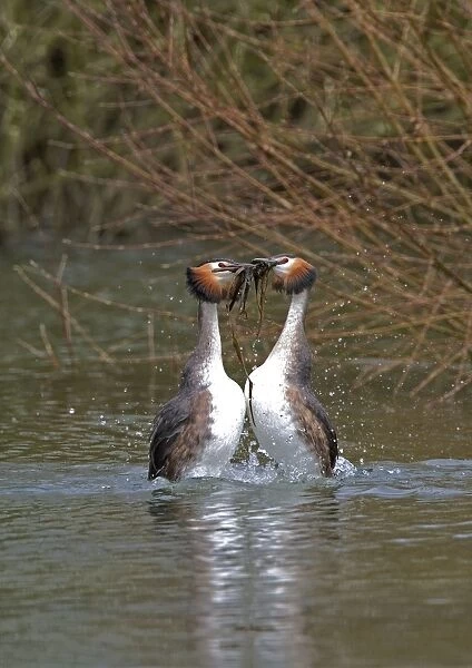 Great Crested Grebe - male and Female display weed dance with weeds, March. Norfolk, U. K