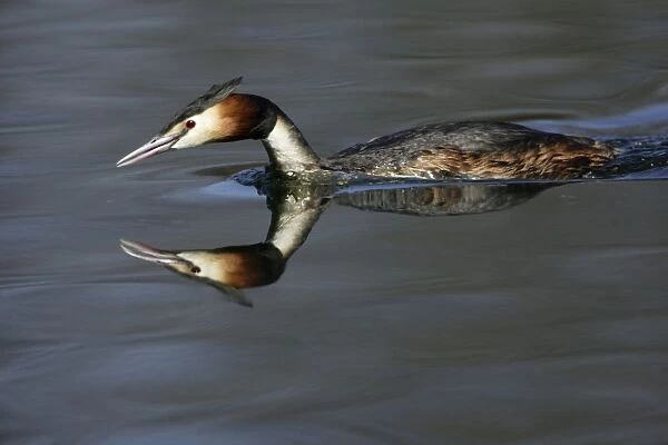 Great Crested Grebe - Male swimming over lake with mirrow-image of head. Hessen, Germany