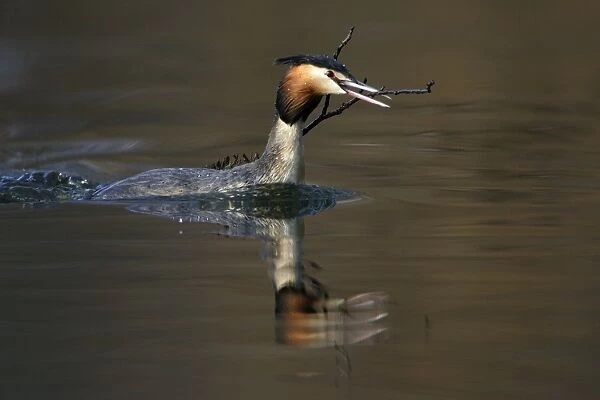 Great Crested Grebe - Male transporting vegetation material to courtship platform on lake. Hessen, Germany