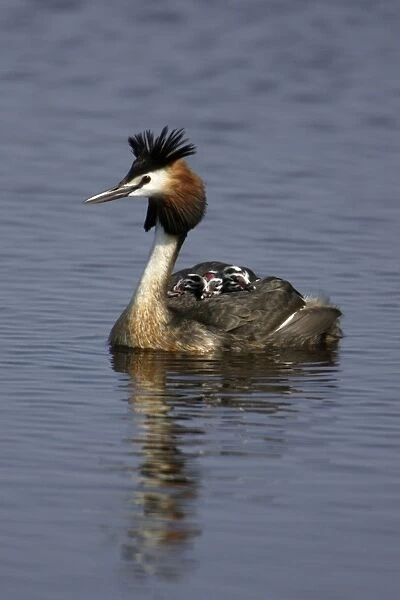 Great Crested Grebe - Male transporting 3 chicks on her back Island of Texel, Holland