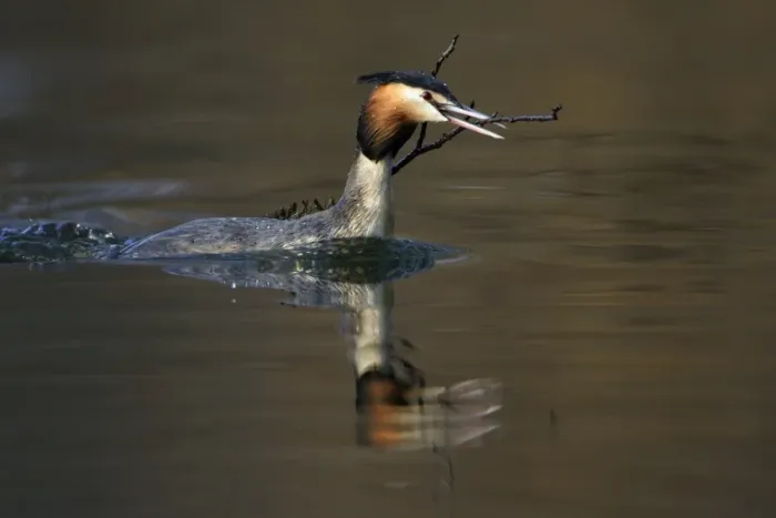 Framed Print : Great Crested Grebe - Male transporting vegetation material to courtship platform on lake. Hessen, Germany Framed Print : Great Crested Grebe - Male transporting vegetation material to courtship platform on lake. Hessen, Germany