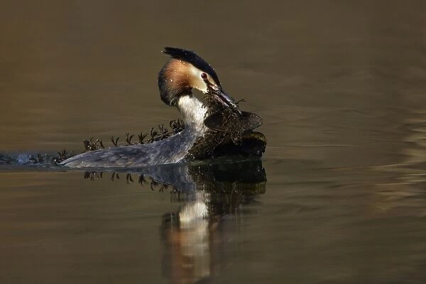 Great Crested Grebe - Male transporting water vegetation material to courtship platform on lake. Hessen, Germany