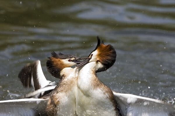 Great Crested Grebe - two male's fighting using their wings and bills - March. Norfolk - U. K