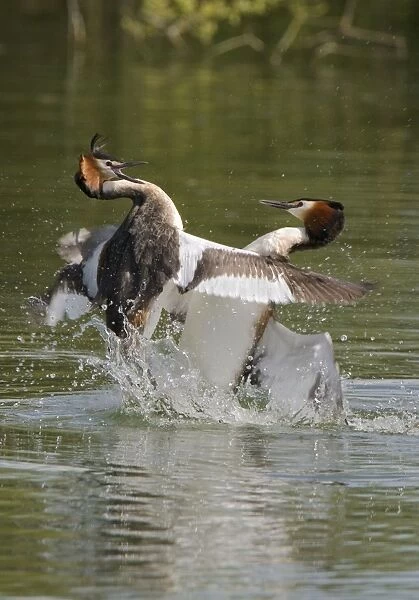 Great Crested Grebe - two male's fighting using their wings and bills, March. Norfolk, U. K