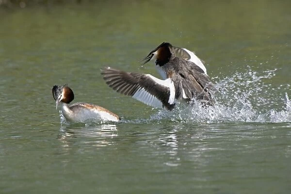 Great Crested Grebe - two males fighting using their wings and bills as a threat - March - Norfolk - UK