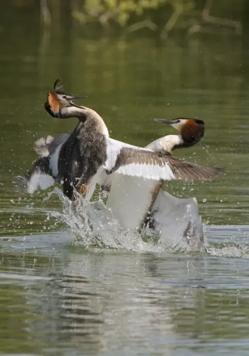 Framed Print : Great Crested Grebe - two male's fighting using their wings and bills, March. Norfolk, U. K