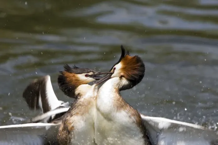 Framed Print : Great Crested Grebe - two male's fighting using their wings and bills - March. Norfolk - U. K Framed Print : Great Crested Grebe - two male's fighting using their wings and bills - March. Norfolk - U. K