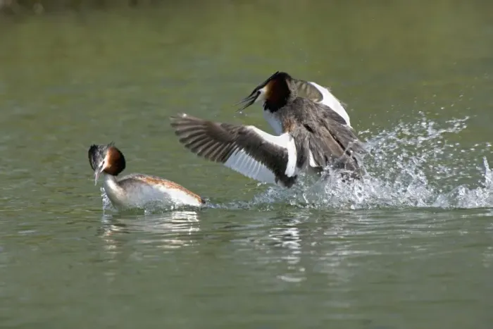 Framed Print : Great Crested Grebe - two males fighting using their wings and bills as a threat - March - Norfolk - UK Framed Print : Great Crested Grebe - two males fighting using their wings and bills as a threat - March - Norfolk - UK