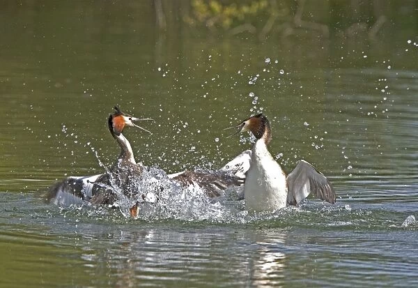Great Crested Grebe - two male's fighting in the water using their wings and bills, March. Norfolk, U. K
