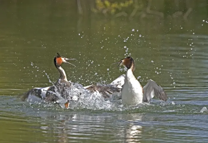Framed Print : Great Crested Grebe - two male's fighting in the water using their wings and bills, March. Norfolk, U. K Framed Print : Great Crested Grebe - two male's fighting in the water using their wings and bills, March. Norfolk, U. K