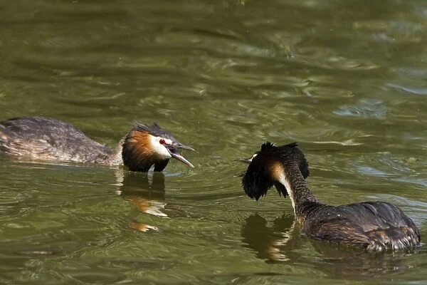 Great Crested Grebe - two males threatning each other with their crests raised, March. Norfolk, U. K