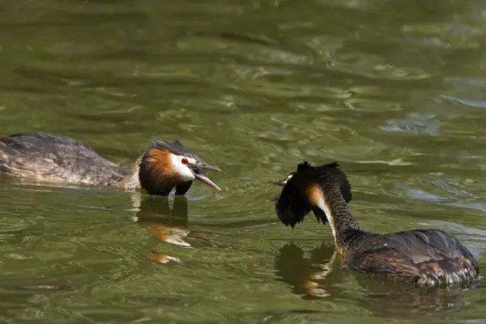 Framed Print : Great Crested Grebe - two males threatning each other with their crests raised, March. Norfolk, U. K Framed Print : Great Crested Grebe - two males threatning each other with their crests raised, March. Norfolk, U. K