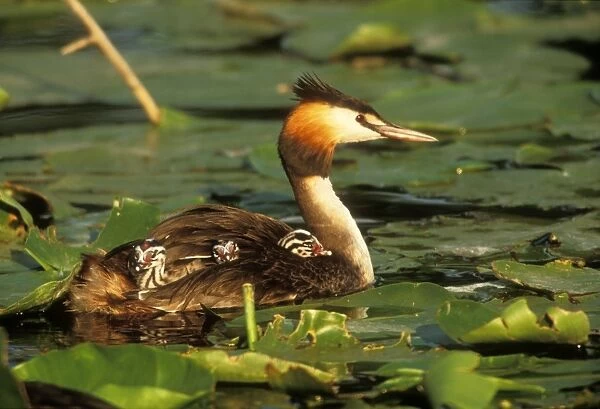 Great Crested Grebe Mother with young