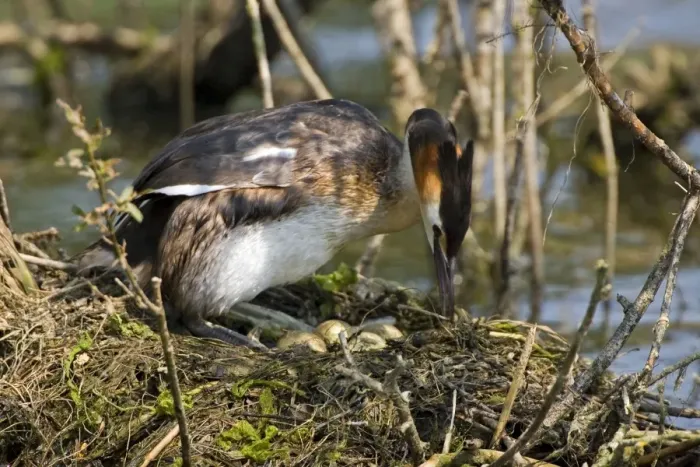 Framed Print : Great Crested Grebe - at the nest uncovering it's heavily stained eggs on a floating platform, April. Norfolk, U. K Framed Print : Great Crested Grebe - at the nest uncovering it's heavily stained eggs on a floating platform, April. Norfolk, U. K