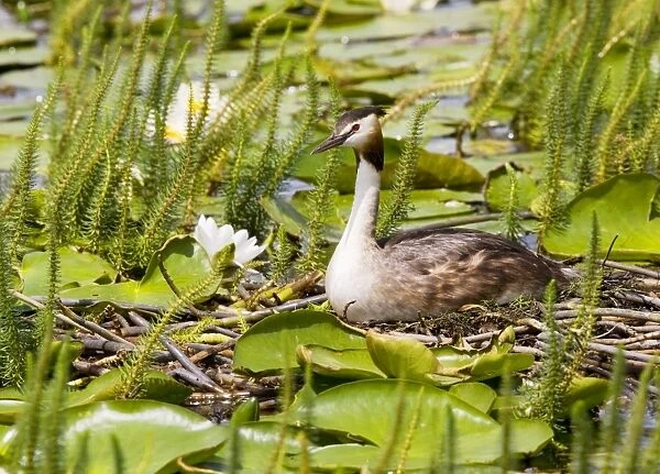 Great-crested Grebe - on the nest among water-lilies, Martham Broad, Norfolk Broads, Norfolk
