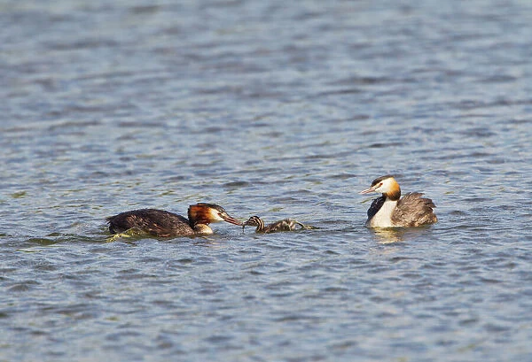 Great Crested Grebe - pair feeding young - Suffolk UK 12077