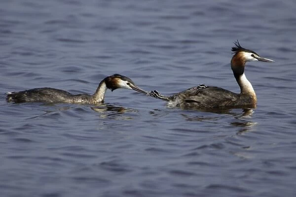 Great Crested Grebe - Parents tending 2 chicks with food Island, Texel