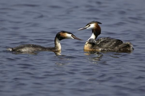 Great Crested Grebe - Parents tending chick with food Island Texel, Holland