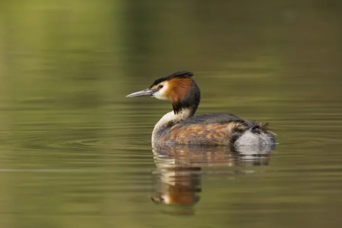 Framed Print : Great Crested Grebe - with reflection - April - Telford - England Framed Print : Great Crested Grebe - with reflection - April - Telford - England