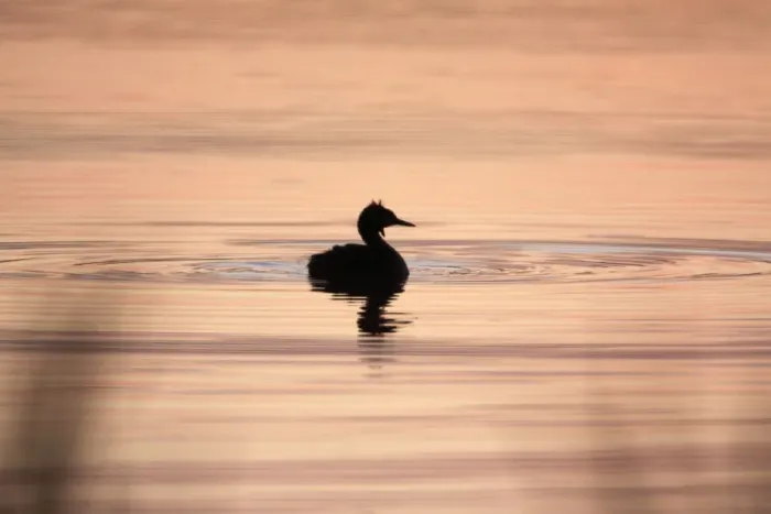 Framed Print : Great Crested Grebe - silhouette of bird on lake at twilight, Island of Texel, Holland Framed Print : Great Crested Grebe - silhouette of bird on lake at twilight, Island of Texel, Holland