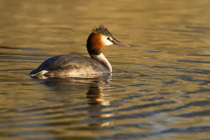 Framed Print : Great Crested Grebe - single adult on lake - Wiltshire - England - UK Framed Print : Great Crested Grebe - single adult on lake - Wiltshire - England - UK