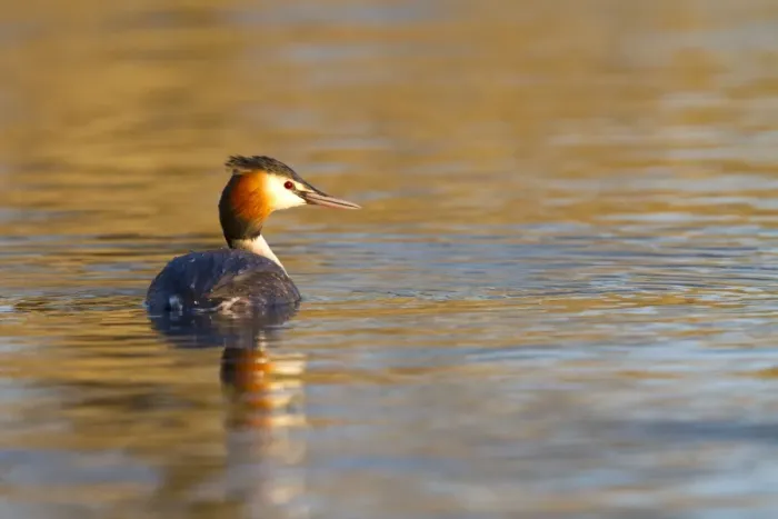 Framed Print : Great Crested Grebe - single adult on lake - Wiltshire - England - UK Framed Print : Great Crested Grebe - single adult on lake - Wiltshire - England - UK