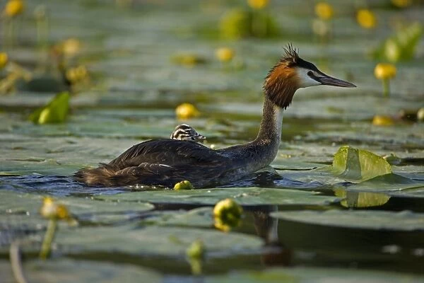 Great Crested Grebe - UK - Adult carrying young on back - Found in Europe-South Africa and Australia - Strictly aquatic and during breeding season usually occupy bodies of still fresh water - Mainly eats sizeable fish but also a wide range of