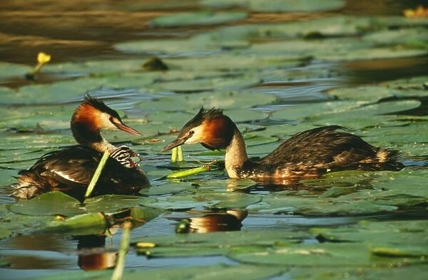 Great Crested Grebe WAT 6826 Pair & young Podiceps cristatus © M. Watson  /  ARDEA LONDON