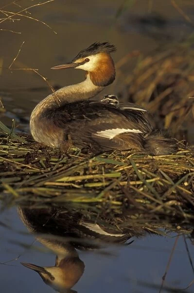 Great Crested Grebe - With young on back - Spain - Found in Europe, South Africa and Australia - Strictly aquatic and during breeding season usually occupy bodies of still fresh water - Mainly eats sizeable fish but also a wide range of insects